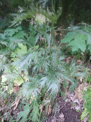 Delphinium fedorovii