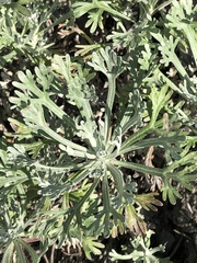 Artemisia alaskana