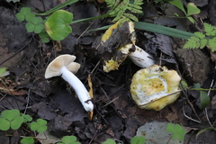 Russula acetolens
