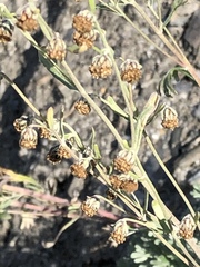 Artemisia alaskana