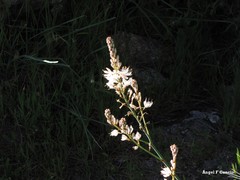 Asphodelus albus