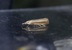 Agriphila selasella