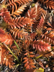 Geum glaciale