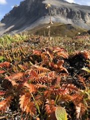 Geum glaciale