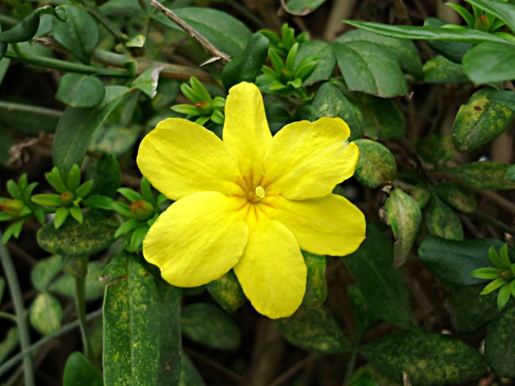 Jasminum mesnyi