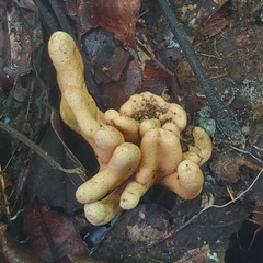 Trichoderma alutaceum