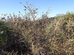 Adenocarpus telonensis