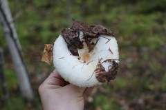 Lactarius aquizonatus