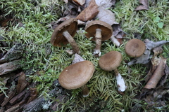 Cortinarius pholideus