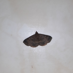 Mecodina