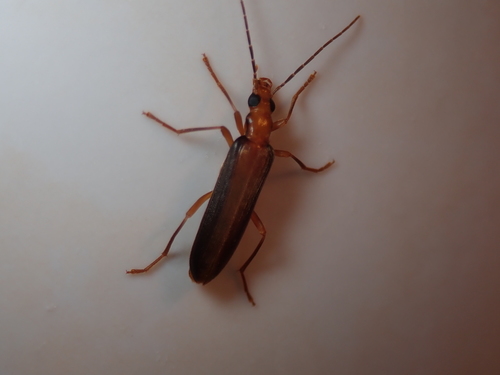 Subspecies Nacerdes carniolica atlantica · iNaturalist