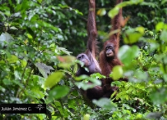 Pongo pygmaeus morio