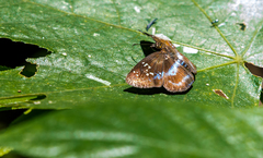 Quadrus contubernalis
