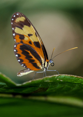 Mechanitis polymnia caucaensis