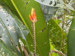 Heliconia episcopalis