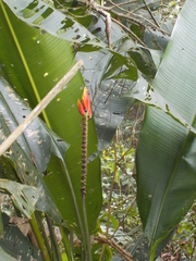 Heliconia episcopalis