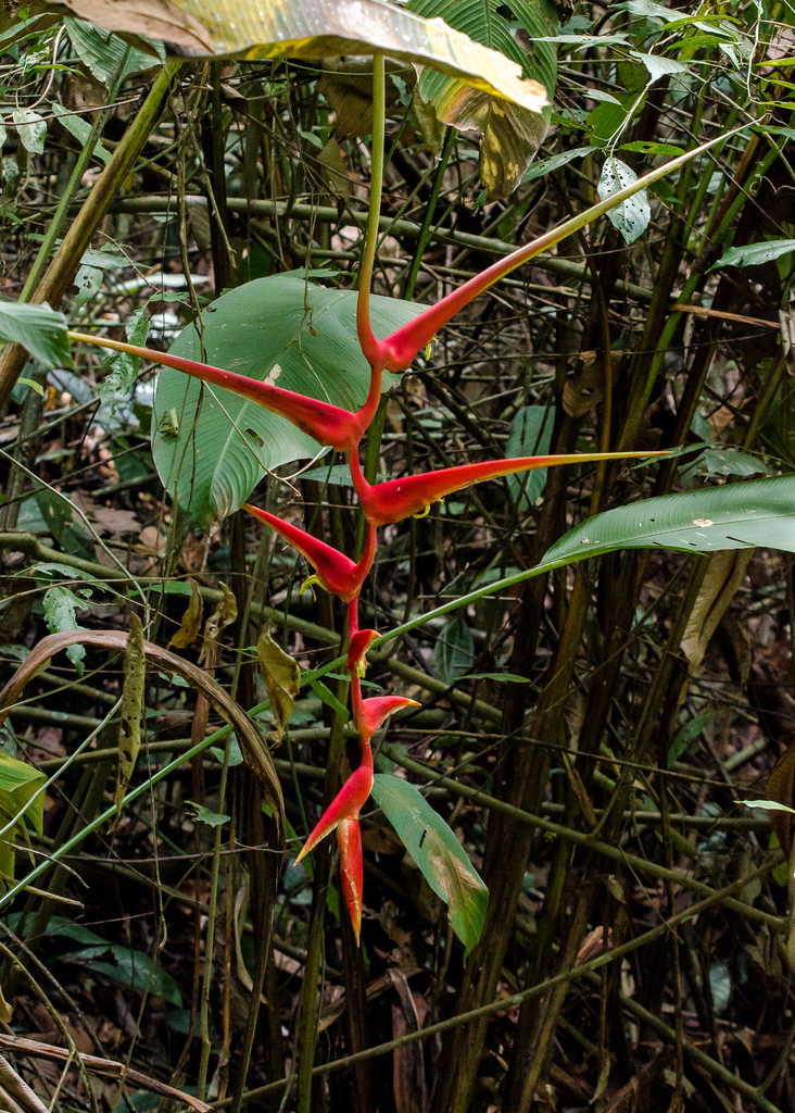 Heliconia longipedunculata