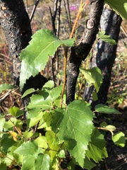 Betula neoalaskana