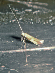 Caloptilia azaleella