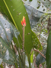 Heliconia episcopalis