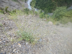 Scrophularia rupestris