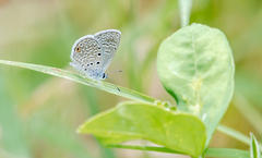 Hemiargus hanno hanno