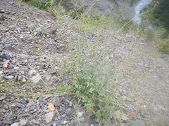 Scrophularia rupestris