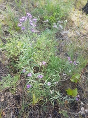 Saussurea salicifolia