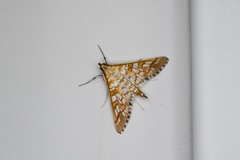 Epipagis fenestralis