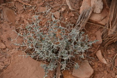 Eriogonum heermannii