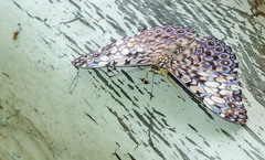 Hamadryas fornax