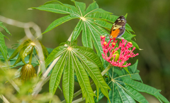 Heliconius hecale melicerta