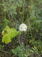 Allium leucocephalum
