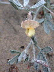 Lotus bryantii