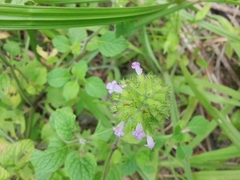 Clinopodium chinense