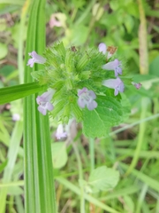Clinopodium chinense