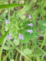 Clinopodium chinense