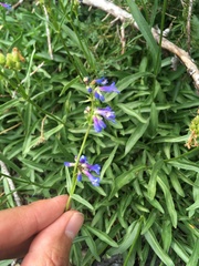 Penstemon cinicola