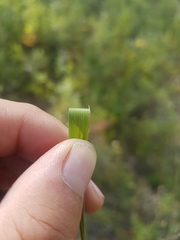 Achnatherum confusum