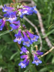 Penstemon cinicola