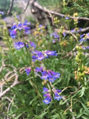 Penstemon cinicola