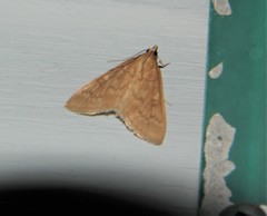 Framinghamia helvalis