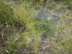 Asparagus burjaticus