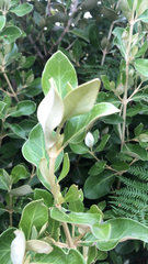 Olearia avicenniifolia