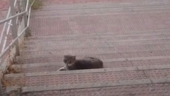Felis catus