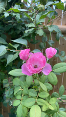 Rosa