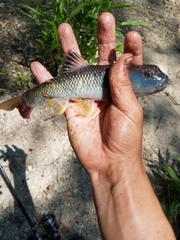 Nocomis leptocephalus