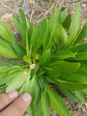 Viola gmeliniana