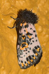 Xanthopastis moctezuma
