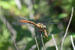 Aphylla angustifolia